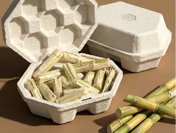 From Farm to Table: Unveiling How Sugarcane Bagasse is Transformed into Biodegradable Tableware
